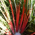 Fascicularia bicolor fleur